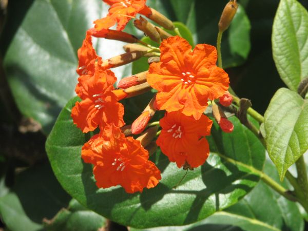 Flower at Dry Tortugas