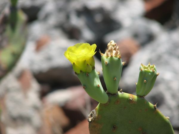 Flower at Dry Tortugas