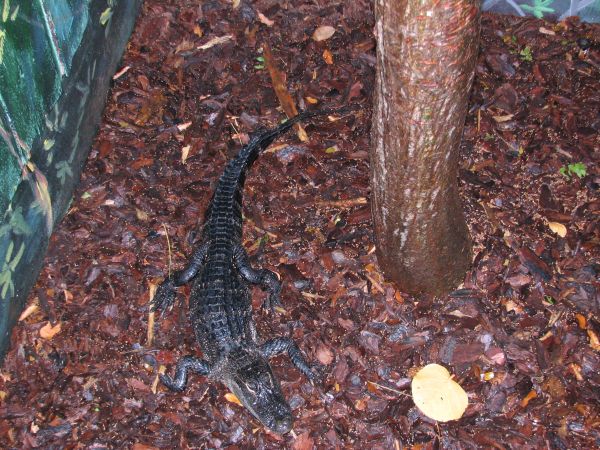 Alligator at the Key West Aquarium