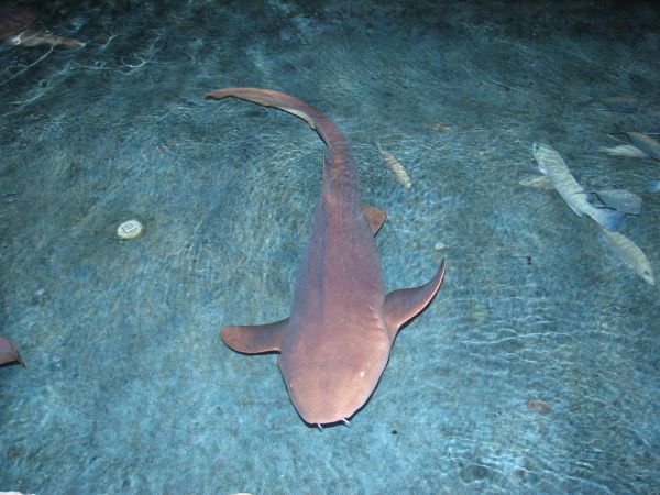 Shark at the Key West Aquarium