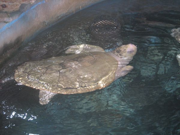 Turtle at the Key West Aquarium