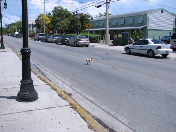 Rooster crossing the road