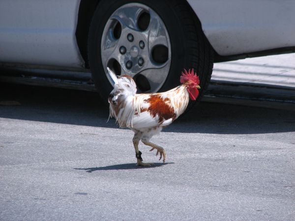 Rooster crossing the road