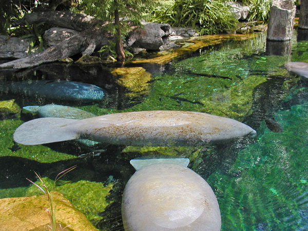 Manatees