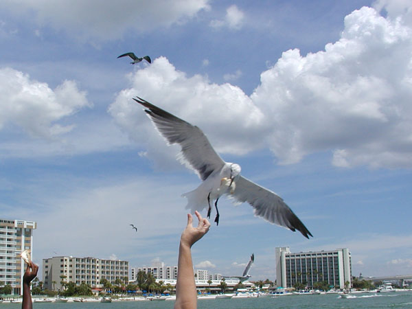Feeding Sea Gulls