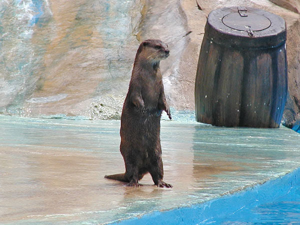 Sea Otter