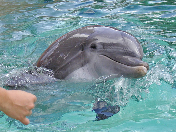 Sea World dolphin