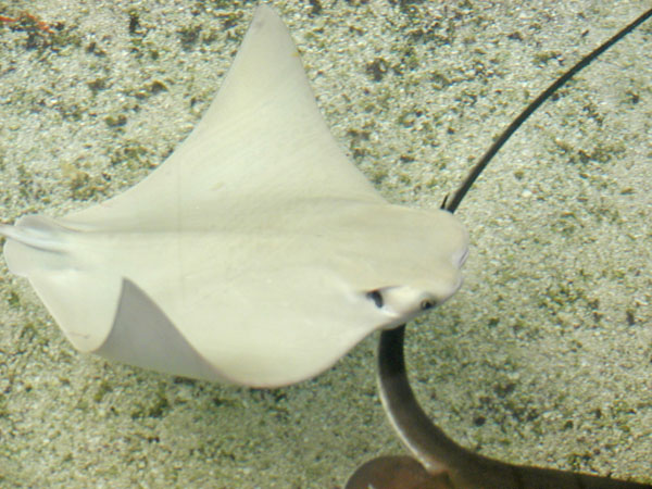 Albino Stingray