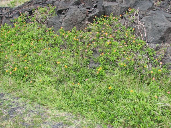 Flowers near lava flow
