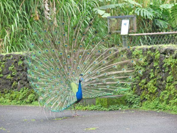 Peacock