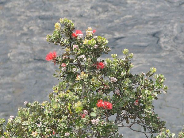 Flowers at the volcano