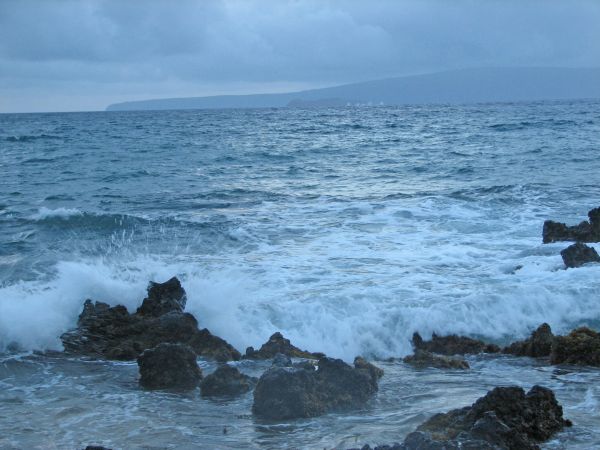 Whales from the beach