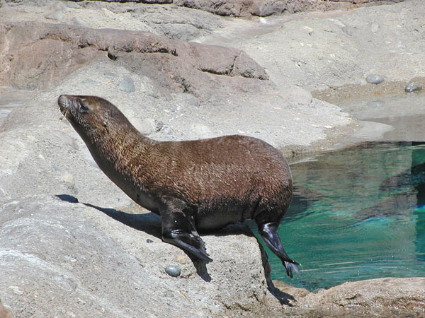 Baby Sea Lion