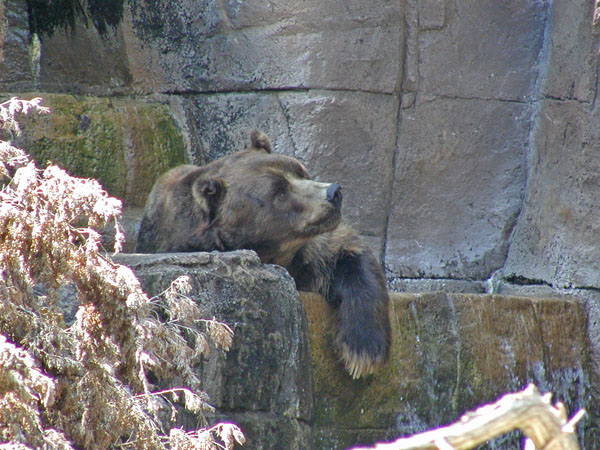 Kodiak Bear