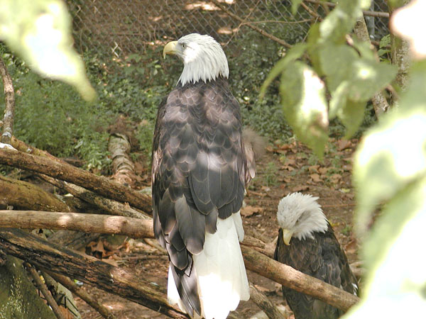 Bald Eagles