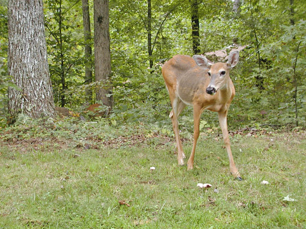 Deer at Mammoth Cave