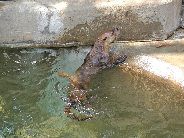 Otter