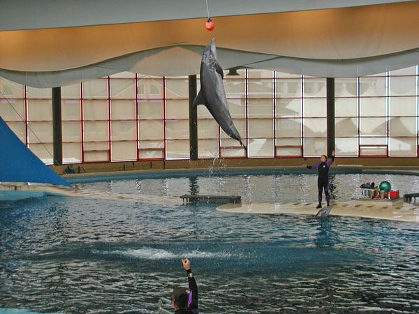 Dolphin show