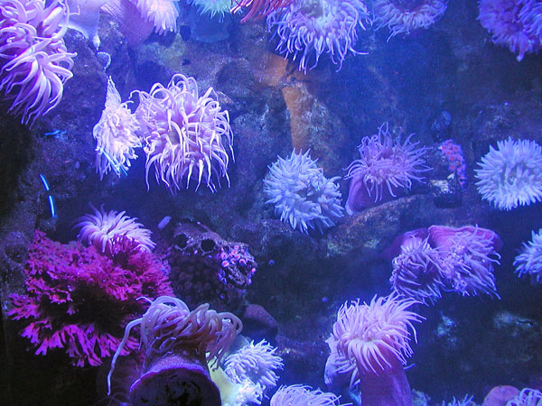 Sea anemones