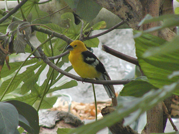 Baltimore Oriole