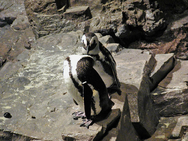 Penguins at NE Aquarium