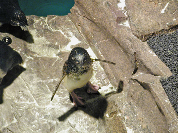Penguin at NE Aquarium