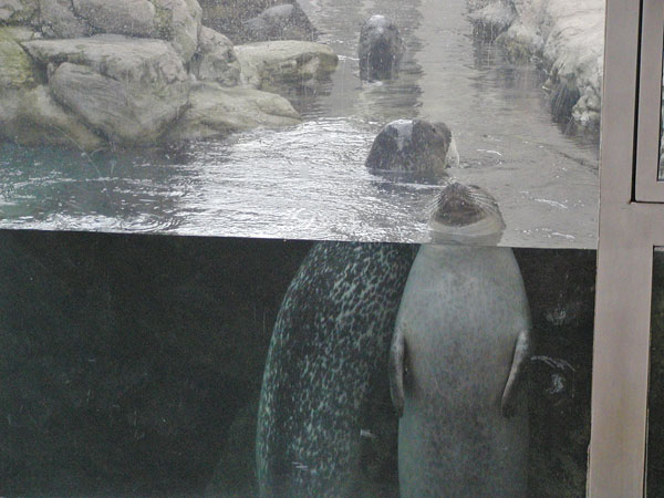 Seals at NE Aquarium