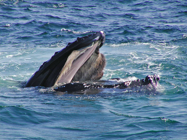 Sockeye the Humpback whale