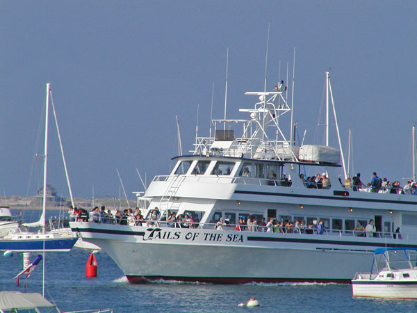 Whale watching boat