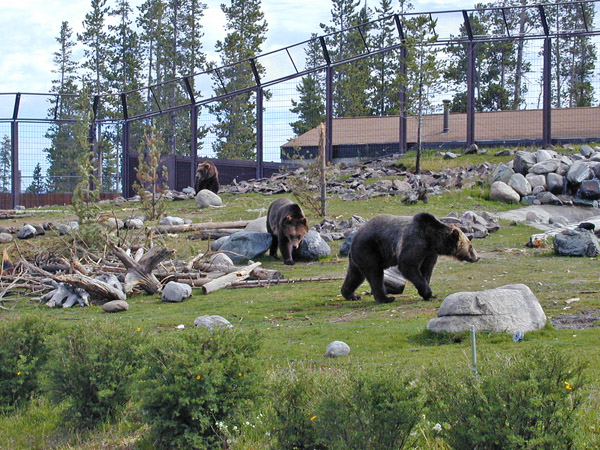 Grizzly Bears in the Grizzly Discovery Center