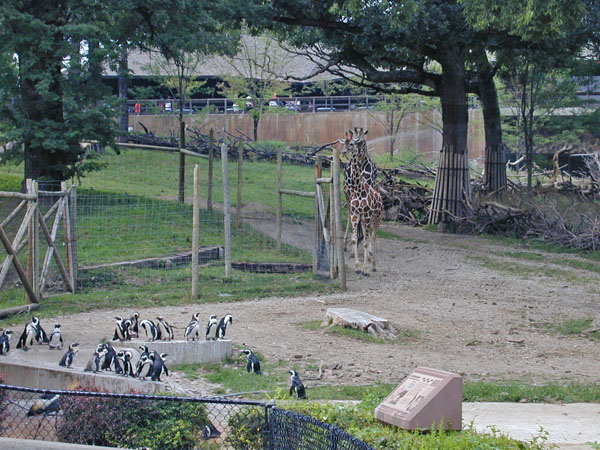 Penguins and giraffe