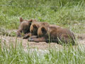 Bear cubs