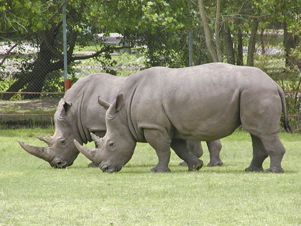 Rhinos