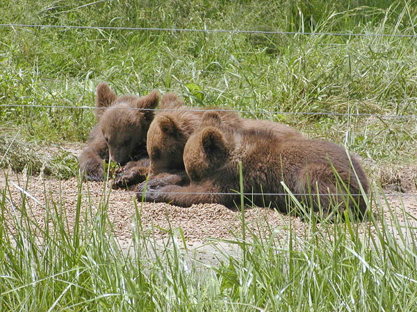 Bear cubs