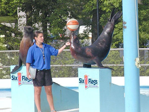 Sea Lion show