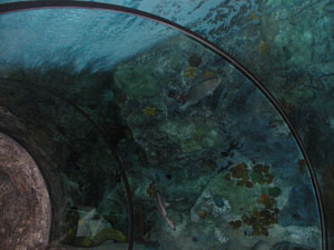 Tunnel through fish tank