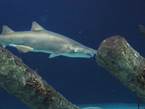 Shark with overbite