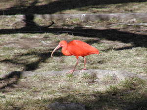 Red Ibis