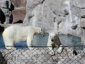 Polar Bears