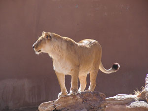 Lioness