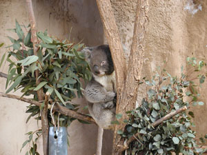 Koala