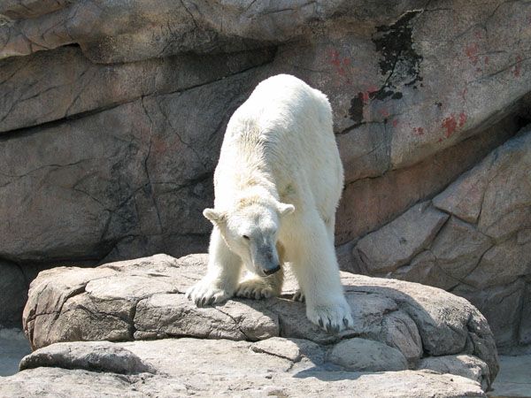 Polar Bear