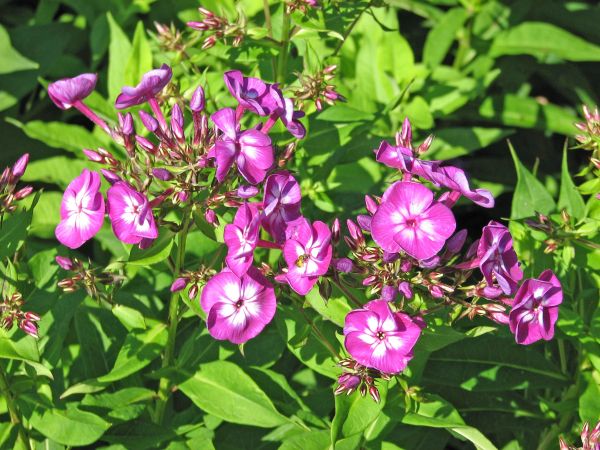 Purple flowers