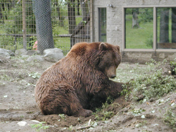 Alaskan Brown Bear