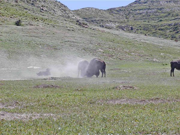 Buffaloes fighting