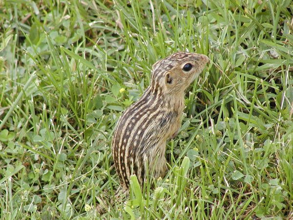 Chipmunk