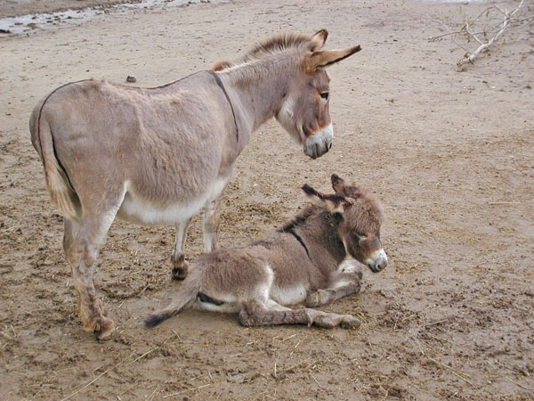 Donkeys