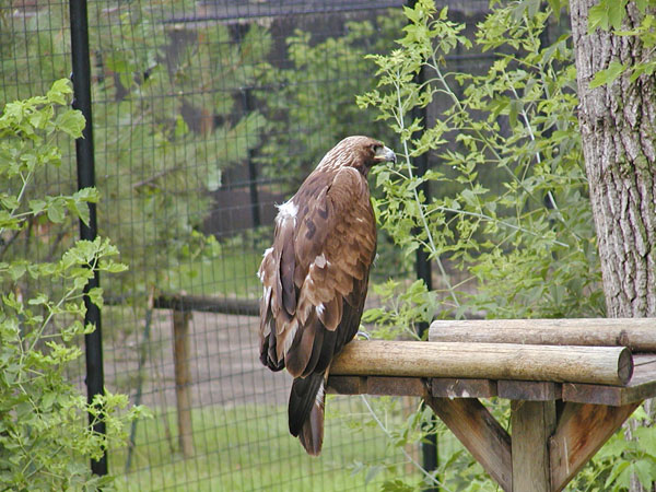 Golden Eagle