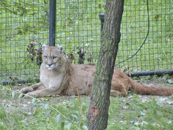 Mountain Lion