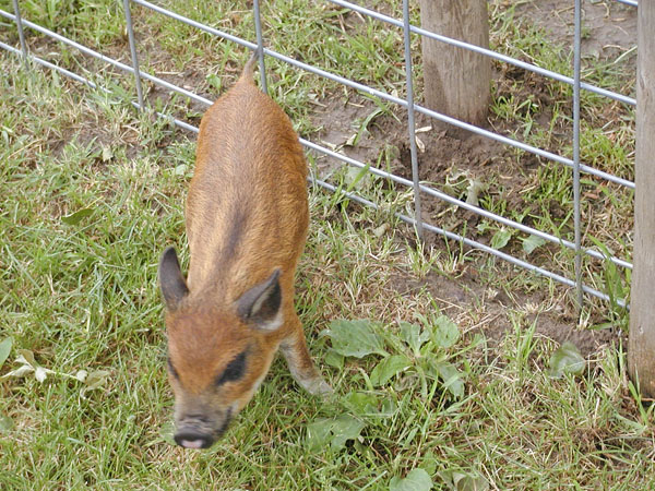 Vietnamese Pot-Bellied Pig